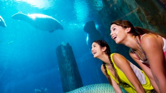 Zwei Frauen bewundern die Meerestiere im Amazon Flooded Forest der River Safari in Singapur