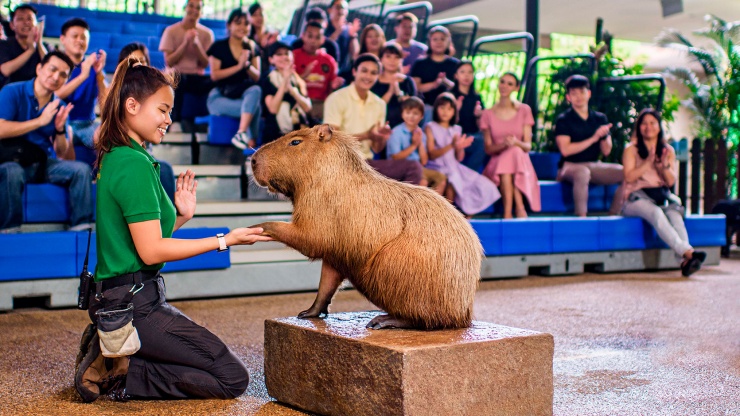 In jedem Fluss schlummern viele Geschichten. Sind Sie bereit für ein Abenteuer? In der Vorführung Once Upon a River treffen Sie auf den Capybara und viele mehr