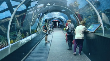 Werfen Sie einen Blick auf über 50.000 Tiere, die im S.E.A. Aquarium™ unter Wasser leben.