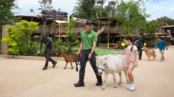 Mädchen spielt mit einem Hasen im Buddy Barn, einem Teil von Kidzworld im Singapore Zoo