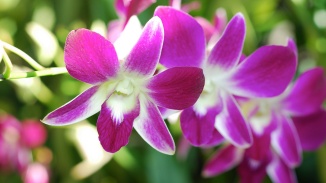 Nahaufnahme von Orchideen