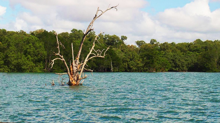 Weitwinkelaufnahme eines Baumes im Wasser in Chek Jawa