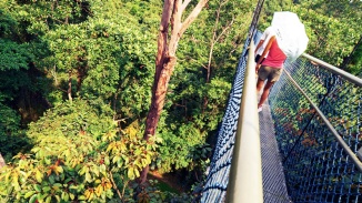Blick von der Hängebrücke des TreeTop Walks