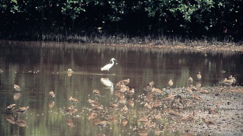 Weitwinkelaufnahme von Zugvögeln im Sungei Buloh Wetland Reserve