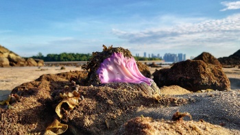 Pulau Hantu Intertidal Exploration