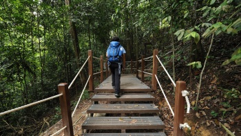 Hiker climbing a trail at Bukit Timah Nature Reserve