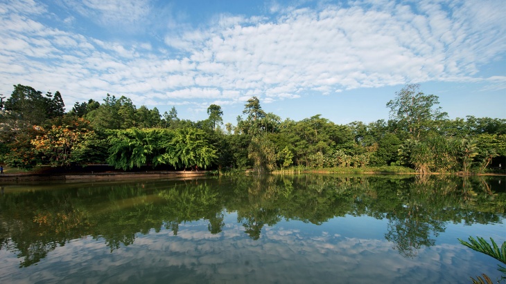 Swan Lake at Singapore Botanic Gardens.