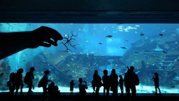 An aquarium display at the S.E.A Aquarium. 
