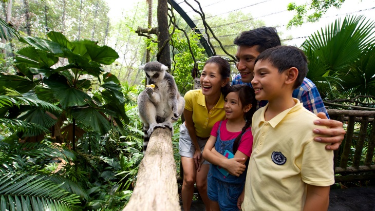 A close up shot of a family and a ring-tailed lemur in the Singapore Zoo’s Fragile Forest