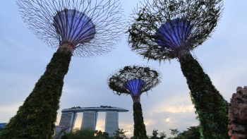 Bottom-up shot of the Supertree Grove in Gardens by the Bay