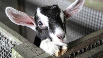Foto close up anak sapi di Hay Dairies.