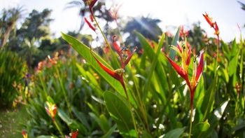 Bunga heliconia di Singapore Botanic Gardens.