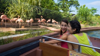 2 wanita melewati area flamingo di sepanjang pelayaran River Safari 