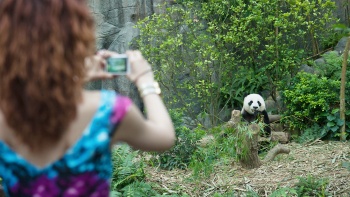 Seorang wanita mengambil foto panda di kandang pasangan Panda yang tersohor di River Safari Singapura 
