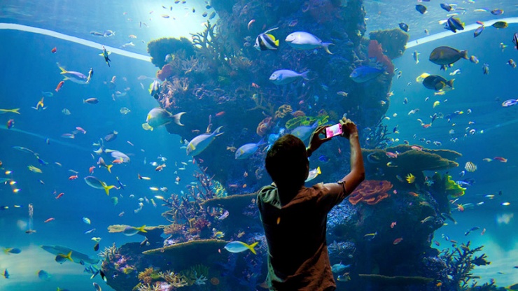 Pria mengambil foto kehidupan bahari di S.E.A Aquarium™