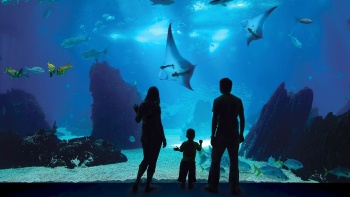 Panel tayangan habitat Open Ocean di SEA Aquarium™ – yang terluas di dunia – berukuran lebar 36 meter dan tinggi 8.3 meter.
