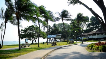 Pohon palem berjajar di Pantai Changi.