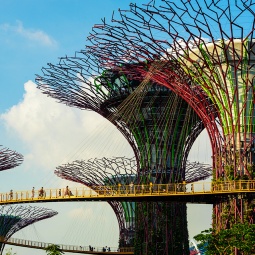 A ground up view of the OCBC Skywalk at SuperTree Grove at Gardens By The Bay Singapore