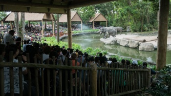 シンガポール動物園のゾウのショー
