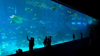 シー・アクアリウムの館内風景。