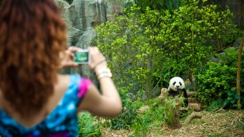 リバーサファリの敷地内でパンダの写真を撮る女性。