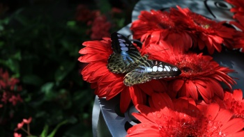 チャンギ空港のバタフライ・ガーデンで赤い花々の間を飛ぶ蝶