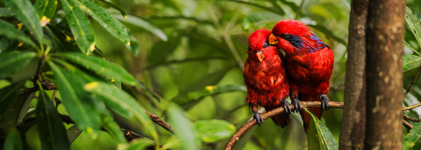 A pair of birds perched on a tree branch in Jurong Bird Park, Singapore