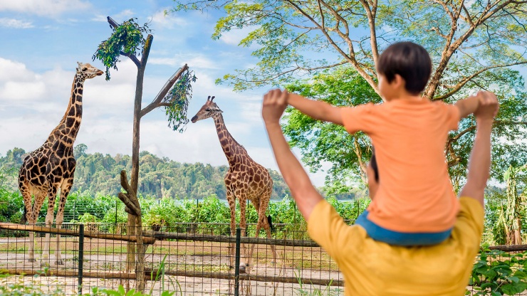 シンガポール動物園でキリンを見る家族 