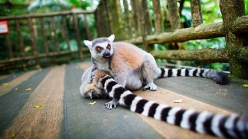 シンガポール動物園のワオキツネザル