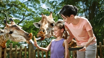 シンガポール動物園でキリンにエサをやる子ども