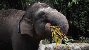 싱가포르 동물원에서 먹이를 먹고 있는 코끼리 와이드 샷