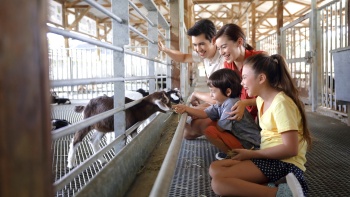 헤이 데어리즈(Hay Dairies) 염소 농장에서 아기 염소에게 먹이를 주는 가족