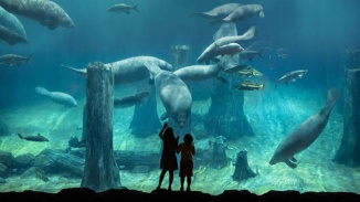 2 women admiring the sea creatures in the Amazon Flooded Forest at River Wonders Singapore