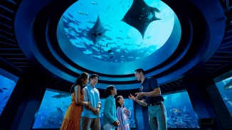 Families looking at marine life at S.E.A. Aquarium™