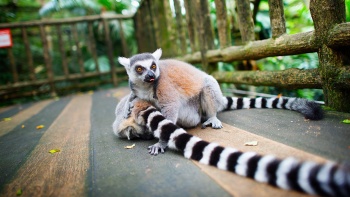 Ring-tailed lemurs in Singapore Zoo