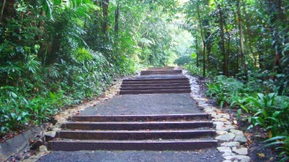 Flight of steps at the Marang Trail surrounded by lush greenery