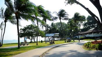 Palm trees along the seaside at Changi Beach.