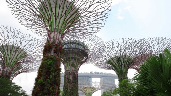 View of Gardens by the Bay from the ground. 