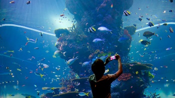 A tourist taking a picture in the large aquarium tank at the S.E.A. Aquarium