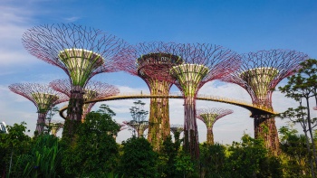 A view of the Supertrees at Gardens by the Bay Singapore