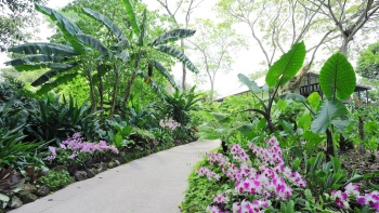 View of the walkway at Singapore Botanic Gardens with orchids on both sides