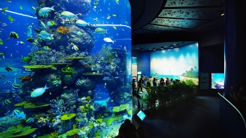 ตู้ปลาขนาดใหญ่ที่ S.E.A. Aquarium
