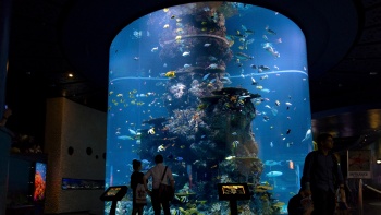 ภาพมุมกว้างของอควาเรียมที่พิพิธภัณฑ์สัตว์น้ำ S.E.A. Aquarium™