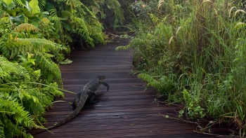 ตัวเงินตัวทองที่กำลังเดินอยู่บนทางเดินในสวนสาธารณะ Pasir Ris Park สิงคโปร์