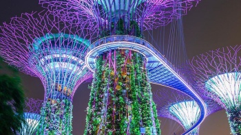 ภาพมุมกว้างของ Supertree Grove ที่เรืองแสงในช่วงค่ำคืนที่ Gardens by the Bay