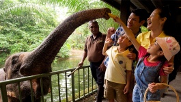 ภาพระยะใกล้ของครอบครัวและตัวลีเมอร์หางแหวนใน Fragile Forest ของสวนสัตว์สิงคโปร์