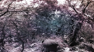 Seeing Forest