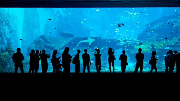 ครอบครัวกำลังชมชีวิตสัตว์ทะเลที่พิพิธภัณฑ์สัตว์น้ำ S.E.A. Aquarium™