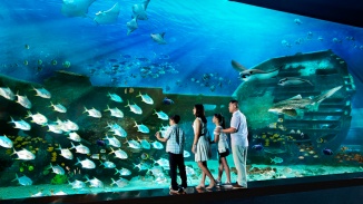 ครอบครัวกำลังชมชีวิตสัตว์ทะเลที่พิพิธภัณฑ์สัตว์น้ำ S.E.A. Aquarium™ 