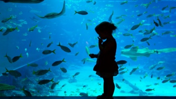 พิธภัณฑ์สัตว์น้ำ S.E.A. Aquarium™ ในสิงคโปร์ ทำให้คุณรู้สึกตื่นเต้นอย่างไม่มีที่ไหนเทียบได้ เพราะเรามีทั้งฉลามที่ดุร้าย ไปจนถึงสัตว์น้ำที่ใกล้สูญพันธุ์